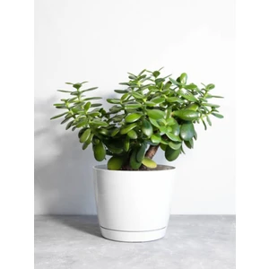 Bitkim Sende Videolu Para Çiçeği Ağacı (10 40 Cm)1 Adet Saksılı Iç/ Dış Mekan Bitkisi Crassula