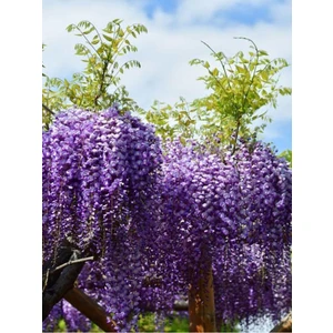 Bitkim Sende Videolu Mor Salkım Çiçeği Fidanı (60 80CM)1 Adet Saksılı Dış Mekan Bitkisi Salkım Lale Muscari