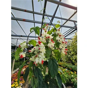 Bitkim Sende Videolu Büyüleyici Beyaz Kızılay Çiçeği Fidanı (30 40 Cm)1 Adet Saksılı Clerodendrum