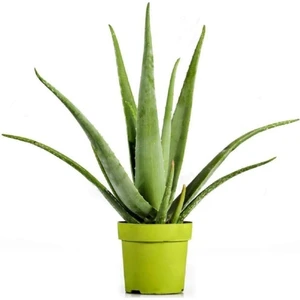 Bitkim Sende Aloevera Bitkisi 30 cm Ev Bitkisi Ofis Bitkisi Salon Bitkisi
