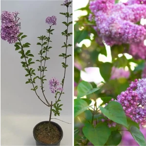 Bitkim Sende Videolu 1 Adet Mis Kokulu Leylak Çiçeği Fidanı 60-90 cm Tüplü Çiçekli Bodur Bitkiler (Syringa)