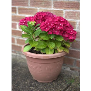 Bitkim Sende Videolu Kırmızı Ortanca Çiçeği (30 50 Cm)1 Adet Saksılı Çiçekli Bodur Bitki Hydrangea Macrophylla