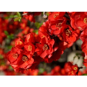 Bitkim Sende Videolu 1 Adet Kırmızı Bahar Dalı Çiçeği Fidanı 30-60 cm Tüplü Çiçekli Bodur Bitkiler Spring Flowers