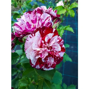 Bitkim Sende Videolu Yediveren Çift Renkli Türkiyem Kokulu Gül (30 70 Cm) 1 Adet Saksılı Aşılı Gül Rose Of Turkey