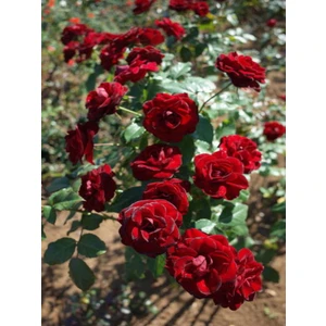 Bitkim Sende Videolu Yediveren Koyu Kırmızı Yoğun Kokulu (50 70 Cm)1 Adet Saksılı Aşılı Gül Red Rose