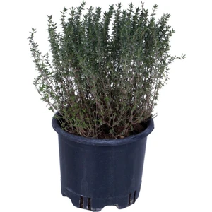 Bitkim Sende Kekik Fidanı Saksı'da- Thymus Vulgaris - Dik Kekik - Aromatik Dağ Kekiği