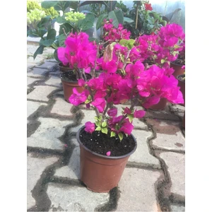 Bitkim Sende Begonvil