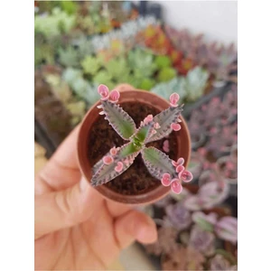 Bitkim Sende Pembe Aşkın Gözyaşı Çiçeği Sukulent