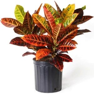 Bitkim Sende Kraton Bitkisi 60 cm Boy Croton Kroton Ev Bitkisi Ofis Bitkisi Salon Bitkisi