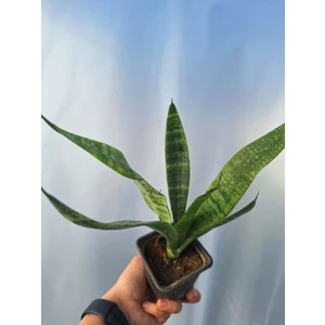 Bitkim Sende Videolu Zarif Görünümlü 1 Adet Kılıç Çiçeği 30-45 cm Saksılı Iç Mekan Bitkileri (Gladiolus)
