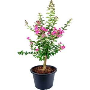 Bitkim Sende Videolu Pembe Çiçekli Oya Ağacı Fidanı (30 60 Cm)1 Adet Saksılı Dış Mekan Ağacı Lagerstroemia Indica