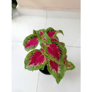 Bitkim Sende Yaprağı Güzel Yaprak Güzeli Orta Boy 35CM