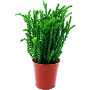 Bitkim Sende Arts Gardens Crassula Muscosa Watch Succulent Prenses Çamı