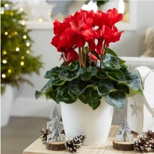 Bitkim Sende Çok Renkli Geniş Yapraklı Hediyelik Çiçek Ofis Hediyesi