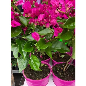 Bitkim Sende Pembe Bodur Begonvil Bougainvillea 1 ADET 10-15Cm (Ev - Balkon Begonvil)