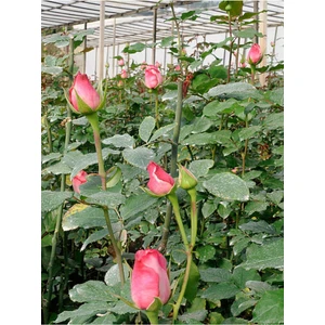 Bitkim Sende Videolu Yediveren Beverly Gül Pembe Renkli (40 60CM) Saksılı Aşılı Gül Pink Rose