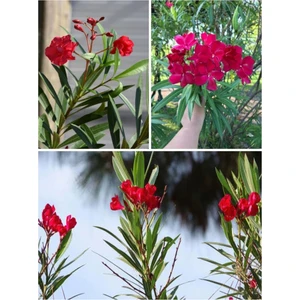 Bitkim Sende Videolu Zakkum Çiçegi Kırmızı Renk (70 100 Cm) 1 Adet Tüplü Zakkum Fidanı Red Oleander