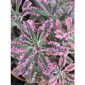 Bitkim Sende Videolu 1 Adet Pembe Aşkın Gözyaşı Çiçeği 5-15 cm Saksılı Çiçekli Bodur Bitki Butterflies Kalanchoe