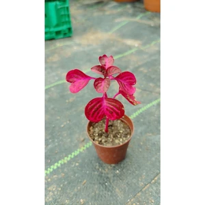 Bitkim Sende Çingene Şalvarı