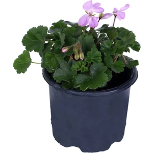 Bitkim Sende Sardunya Çiçeği Saksı'da - Pelargonium - Pembe Renk