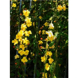 Bitkim Sende Videolu Sarı Yasemin Fidanı (100-12CM)1 Adet Saksılı Dış Mekan Sarmaşık Yellow Jasmine