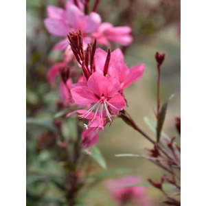 Bitkim Sende Videolu Gaura Çiçeği (30 60 Cm) 5 Adet Saksılı Çok Yıllık Dış Mekan Çiçeği Oenothera Lindheimeri