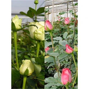 Bitkim Sende Videolu Yediveren Yoğun Kokulu Pembe ve Kırmızı Renkli (30 60 Cm)2 Adet Aşılı Gül Pink And Red Rose