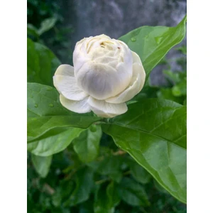 Bitkim Sende Videolu Katmerli Ful Yasemin Çiçeği (30-60 Cm)1 Adet Saksılı Çiçekli Dış Mekan Bitkisi Jasminum
