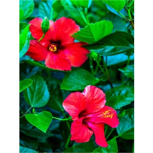 Bitkim Sende Videolu Kırmızı Japon Gülü Çiçeği Fidanı (40 45 Cm) 1 Adet Saksılı Camellia Japonica