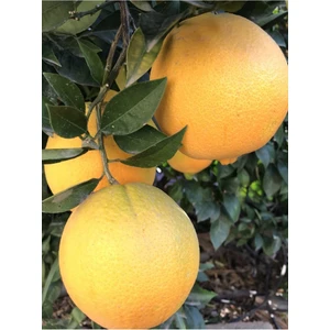 Bitkim Sende Washington Portakal Fidanı 2 - 3 Yaş