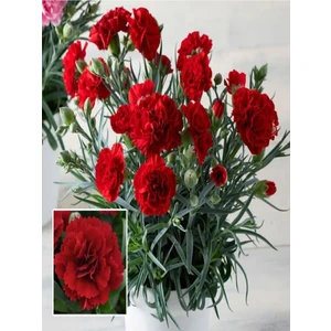 Bitkim Sende Videolu Kırmızı Karanfil (15-25 Cm)1 Adet Saksılı Çiçekli Bodur Bitki Dianthus Caryophyllus