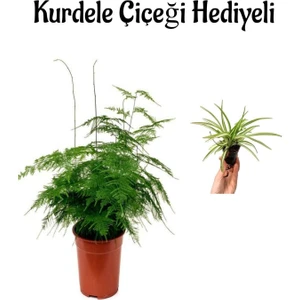 Bitkim Sende Tül Kuşkonmaz Bitkisi Kadınlar Gününe Özel Hediyelik Kurdele Çiçeği