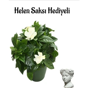 Bitkim Sende Yogun Kokulu Gardenya Çiçeği Kadınlar Gününe Özel Helen Saksı Hediyeli