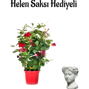 Bitkim Sende Mis Kokulu Kırmızı Mandevilla Çiçeği Kadınlar Gününe Özel Helen Saksı Hediyeli