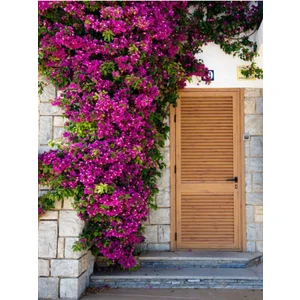 Bitkim Sende Videolu Pembe Begonvil Çiçeği (30 60 Cm)1 Adet Saksılı/ Tüplü Bahçe Bitkisi Bougainvillea