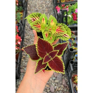 Bitkim Sende Videolu Yaprak Güzeli Kolyos Karışık Renk (5 15 Cm)2 Adet Iç Mekan Bitkisi Coleus Scutellarioides