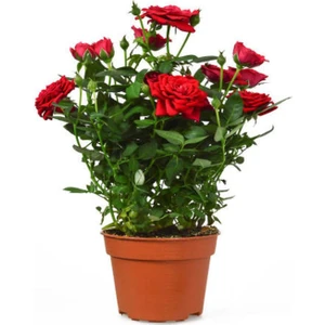 Bitkim Sende Videolu Isparta Meyland Yediveren Kırmızı Kokulu (15 25 Cm) 1 Adet Aşılı Gül Red Rose