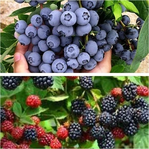 Bitkim Sende Böğürtlen Fidanı - Yaban Mersini Fidanı 2'li Fidan Bahçe Seti Meyve Fidanı Seti