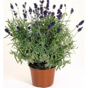 Bitkim Sende Saksılı Lavanta Çiçeği