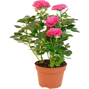 Bitkim Sende Videolu Gül Yoğun Kokulu Pembe Renkli (40 50 Cm)1 Adet Saksılı Aşılı Gül Pink Rose