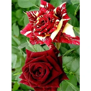 Bitkim Sende Videolu Yediveren Aşılı Sihirbaz Abrakadabra Gül Fidanı 1 Adet Saksılı (50-90 Cm) (Wizard Rose)