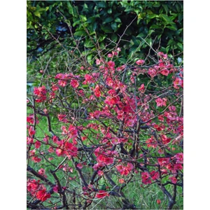 Bitkim Sende Videolu Pembe Japon Gülü (30 50 Cm)1 Adet Saksılı Çiçekli Iç/ Dışş Mekan Bitkisi Camellia Japonica