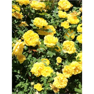 Bitkim Sende Videolu Yediveren Sarı Renkli(50 70 Cm) 1 Adet Saksılı Aşılı Gül Yllow Rose
