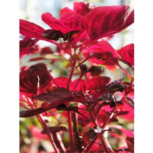 Bitkim Sende Videolu 1 Adet Çingene Şalvarı Çiçeği 5-15 cm Tüplü Çiçekli Bodur Bitkiler Iresine Herbstii