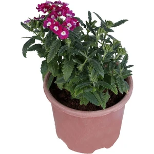 Bitkim Sende Yayılıcı Mine Çiçeği Saksı'da (Verbena Officinalis)