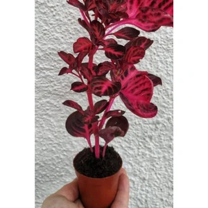 Bitkim Sende Çingene Çingene Şalvarı Bitkisi Iresine Herbstii 5.5 cm Tüplü