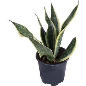 Bitkim Sende Paşa Kılıcı, Saksıda, Peygamber Kılıcı, Paşa Kılıcı Sansevieria 30-40 cm