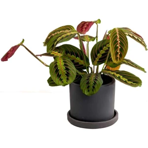 Fidan Burada Maranta Fascinator Ruby Antrasit Saksılı Dua Çiçeği-Ithal 40-50 cm