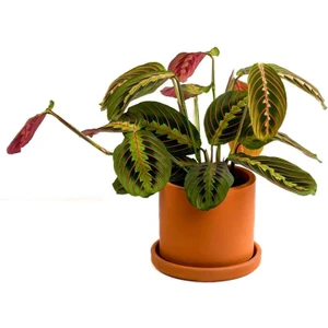 Fidan Burada Maranta Fascinator Ruby Terra Cotta Saksılı Dua Çiçeği-Ithal 40-50 cm