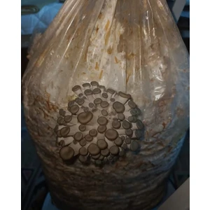 10 Adet 13 Lt Istiridye Mantar Kompostu (Özel Ürün)